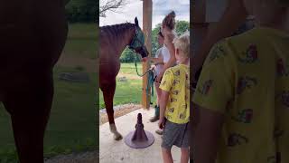 Bugs gets new shoes ❤️  horse equines farrier teaching [upl. by Aramen]