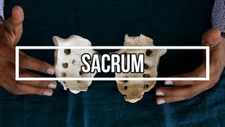 Sacrum [upl. by Cristina]