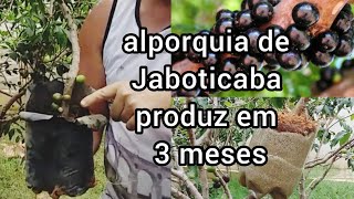 Alporquia de Jaboticaba produz em 3 meses [upl. by Retsof]