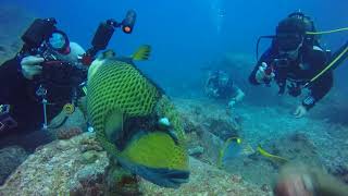 Petting a Titan Trigger Fish in Mauritius [upl. by Ahsitan896]