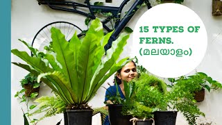 15 types of Ferns II How to grow Ferns Malayalam II Fern plants Malayalam Part12 [upl. by Harbard]