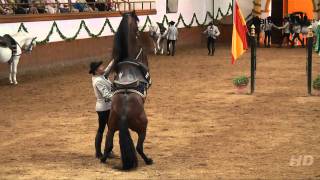 Saltos de caballos  Doma Clásica  Fundación Real Escuela Andaluza de Arte Ecuestre [upl. by Narud59]