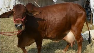 Sahiwal cow from Haryana at cattle competition National Dairy Research Institute Karnal [upl. by Ferwerda]