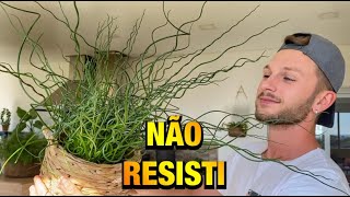 ESSA é pra quem AMA plantas DIFERENTES  Henrique Buttler [upl. by Iba]