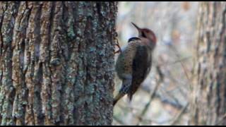 Woodpeckers Sound [upl. by Nurat]