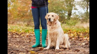 Apprendre le quotPas Bougerquot à son chien  Avec Romy Crétiaux éducatrice comportementaliste canin [upl. by Estelle]