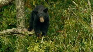 August in Cades Cove Great Smoky Mountains National Park [upl. by Ameer]