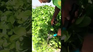 Ipomea Plants Cutting viralvideo youtube shorts youtubeshorts foryou subscribe shortvideo [upl. by Chantal]