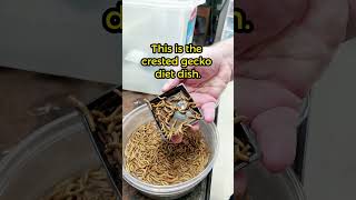 Gecko Tips 04  Cleaning Crested Gecko dishes Easiest Way crestedgecko [upl. by Llerrah]