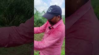 oilpalm seeds  culture shorts video viralvideo agriculture [upl. by Anyl]