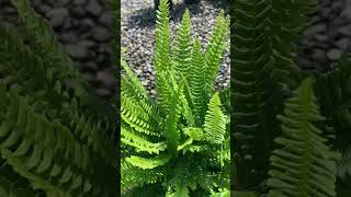 Blechnum spicant  Deer Fern fern blechnum struthiopteris [upl. by Lrac]