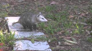 Possums mating in South Florida back yard [upl. by Rednazxela]