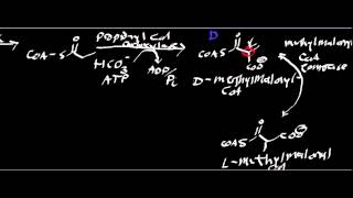 Biochemistry  What is PropionylSCoA [upl. by Kcirdneh309]