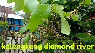 KELENGKENG DIAMOND RIVER [upl. by Babita]