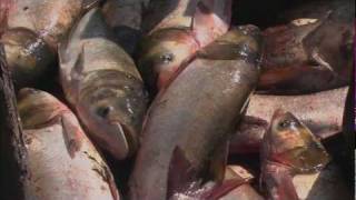 Asian Carp Threat to Great Lakes  QUEST Wisconsin [upl. by Downing643]