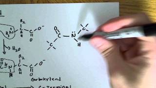 Peptide bond formation and relation to 3D structure [upl. by Hurlow]