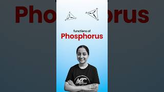 Functions of Phosphorus [upl. by Merow246]