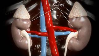 Glomerular Filtration Animation  How urine is formed in our body [upl. by Esimorp]