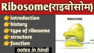 ribosome structure and function in hindi  cell biology bsc biology [upl. by Adnawaj]