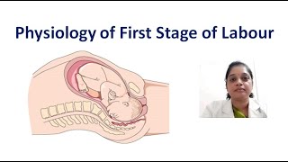 First stage of labourCervical EffacementCervical DilatationUterine Action [upl. by Luy]