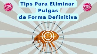 TIPS INFALIBLES PARA ELIMINAR PULGAS DE FORMA DEFINITIVA EN 2023  COMBINANDO ESTRATEGIAS EXITOSAS [upl. by Nnylsor]