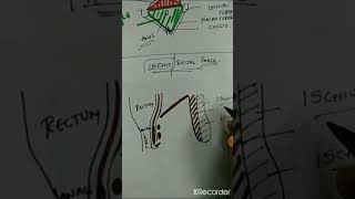 ISCHIORECTAL FOSSA LINE DIAGRAM [upl. by Eiramaneet]