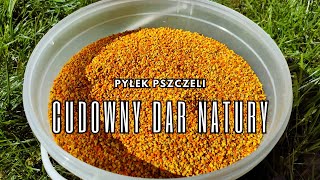 Pyłek pszczeli  cudowny dar natury Jak jest pozyskiwany [upl. by Rosemari]