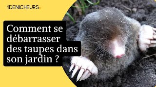 🐀 Taupes dans le jardin  7 astuces pour sen débarrasser rapidement 🐾 [upl. by Eusassilem]