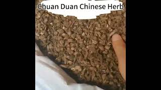 bulk packing dried radix dipsaci high quality dried Chinese herbs teasel root for tea herbalrcom [upl. by Eoz70]