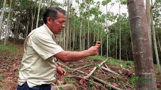 quotManejo y Conservación de los Recursos Forestales en la Zona Sur de Manabíquot 🌳🌿 [upl. by Eedolem]