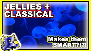 Jellies  Classical Music  SMART JELLYFISH [upl. by Leighland376]