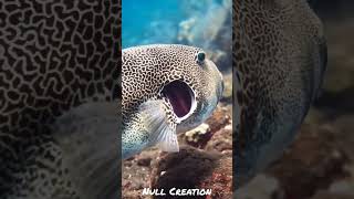 A starry pufferfish  Null Promotion  Null Creation [upl. by Mallory502]