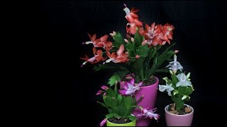 Schlumbergera cv  Herbstkaktus Holiday Cactus [upl. by Bahe725]