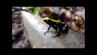 Mantella laevigata wild at Nosy Mangabe Madagascar [upl. by Snahc]