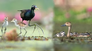 পাখি ও তাদের সন্তান। Lesser whistling duck Bronzewinged Jacana Pheasanttailed jacana Birds chicks। [upl. by Civ356]