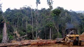 Are the worlds rainforests disappearing [upl. by Rourke401]