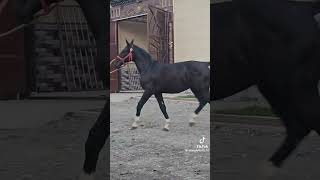 11101024Керемет  күшті қарабайыр тұлпар🐎🐴🦄 [upl. by Celka]