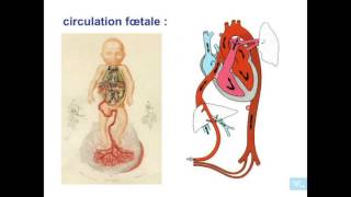 embryologie de lappareil cardio vasculaire partie 8 [upl. by Latnahs]