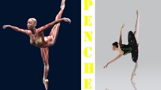 How To Penche Ballet Dance Muscle Anatomy Animation Penche Ponche EasyFlexibility [upl. by Johnny333]