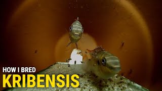 How I Bred Kribensis at Home With Cave Footage [upl. by Ade515]