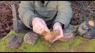 H Horse Hoof Fungus [upl. by Hsotnas133]