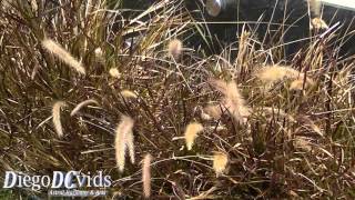 Pennisetum setaceum Poaceae Capimdotexas [upl. by Isbel]