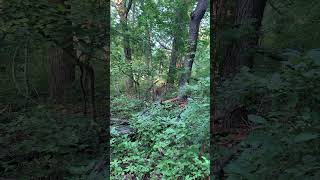 Chickasaw National Recreation Area 62724 wildlifeencounters summer hiking deer nature [upl. by Jeaz]