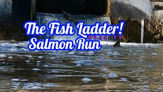 The Fish Ladder  Salmon Run nature salmonrun fishing livestream [upl. by Tulley267]