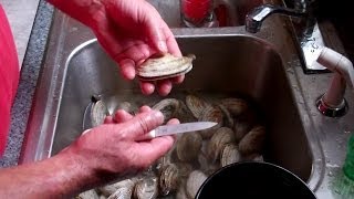 How to Shuck a Maine Clam [upl. by Ecnatsnoc]