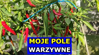 Moje Pole Warzywne Spacer po Ogrodzie Warzywnym Pielęgnacja Warzyw Co jest Najważniejsze w Uprawie [upl. by Nunci]