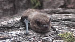 The Soprano Pipistrelle Bat [upl. by Clemens]