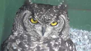 African Spotted Eagle Owl [upl. by Dadivitan]