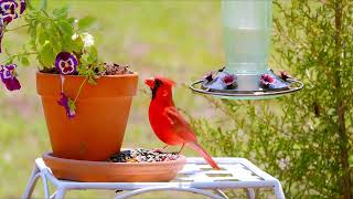 12 Hr Video for Cats to Watch 😻All Day Birds 🐦 Hummingbird Uninterrupted CatTV [upl. by Nevetse]