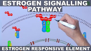 Estrogen Signalling Pathway [upl. by Jamnes]